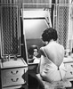 Софи Лорен (Sophia Loren)