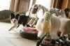 Отель для собак (Hotel for Dogs)