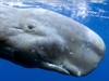 Дельфины и киты 3D (Dolphins and Whales 3D: Tribes of the Ocean)