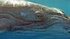 Дельфины и киты 3D (Dolphins and Whales 3D: Tribes of the Ocean)