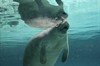 Дельфины и киты 3D (Dolphins and Whales 3D: Tribes of the Ocean)